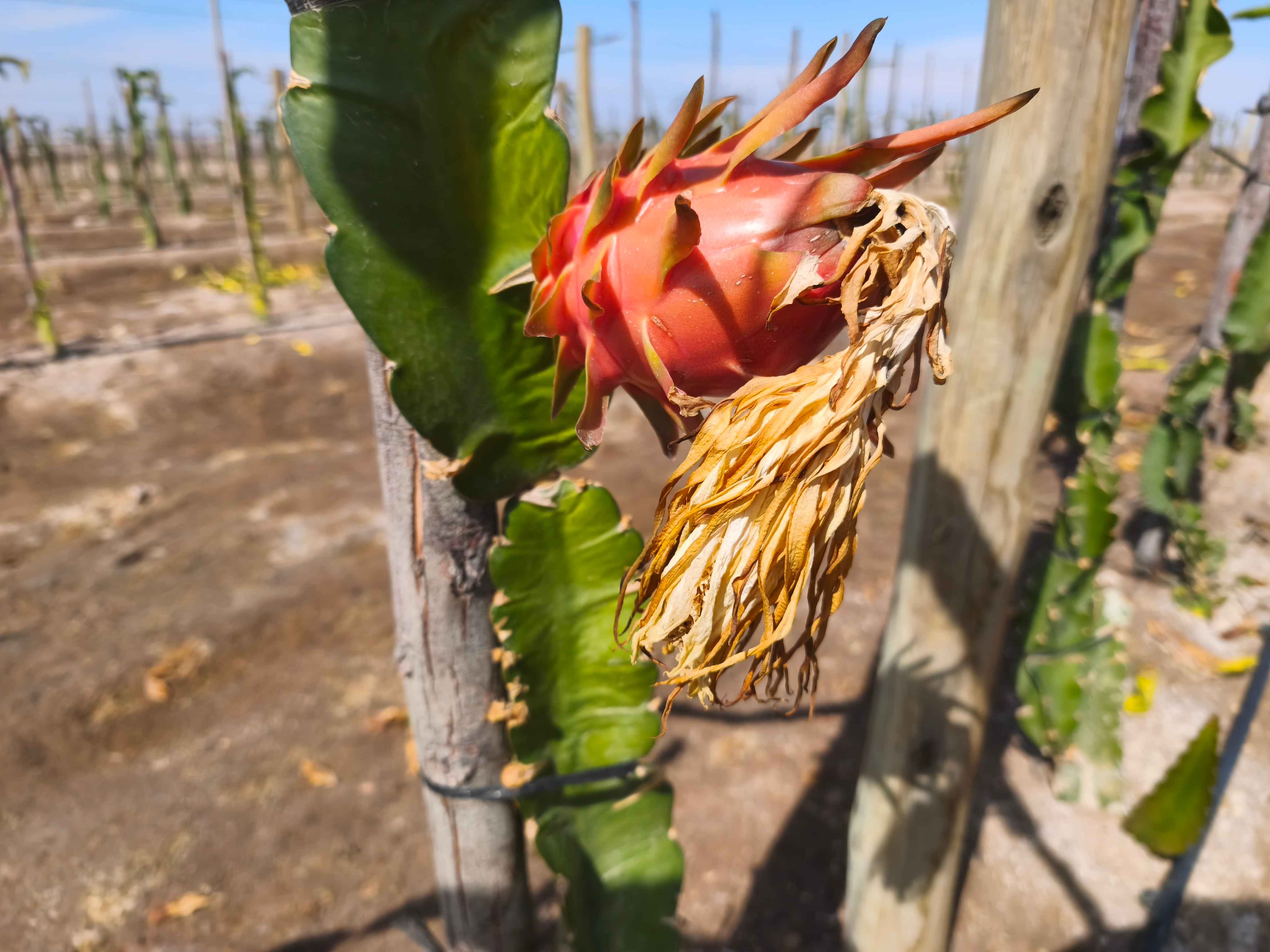Complejo agrícola Las Pitajayas